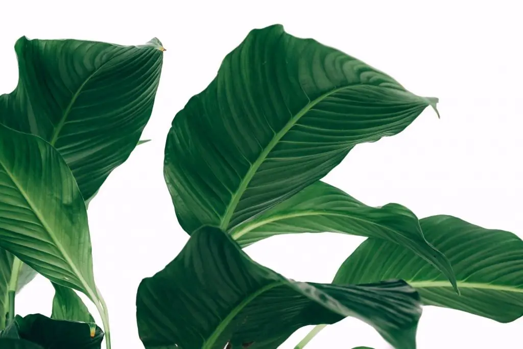 Peace lilies are tropical plants