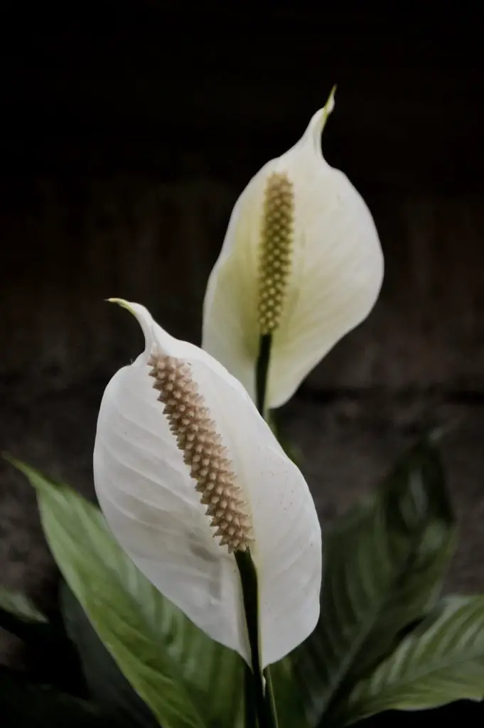 peace lily care tips