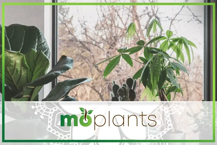 How to grow a fiddle leaf fig tree