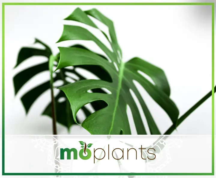 Monstera deliciosa plants don't require much attention