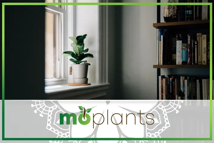 fiddle leaf fig plants for home