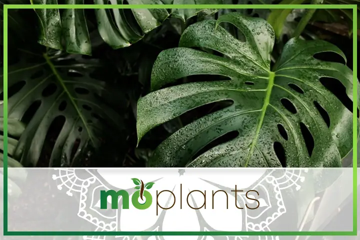 Monstera deliciosa is a fruit-bearing plant