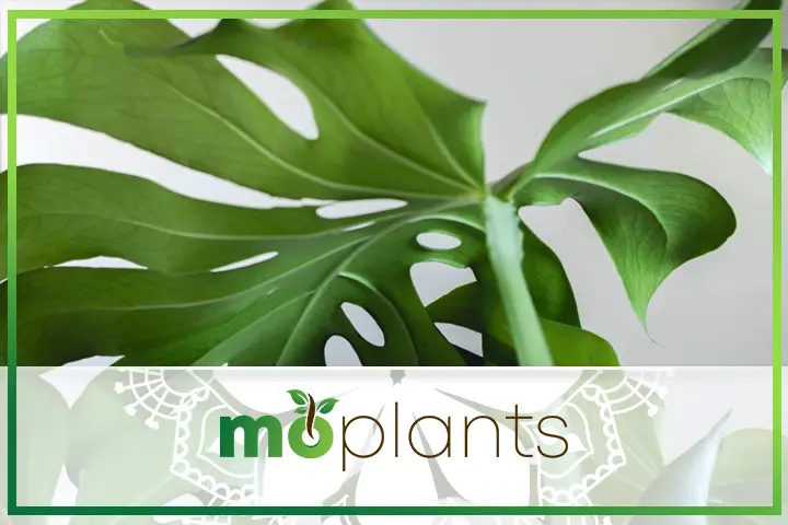 Monstera deliciosa care tips