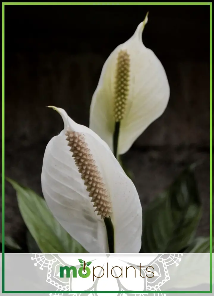 peace lily care tips