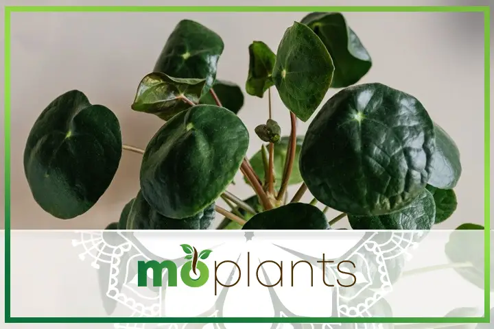 How to care for Chinese money plant