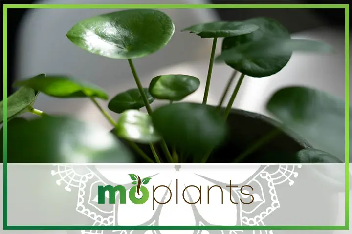 How to keep your Chinese money plant healthy