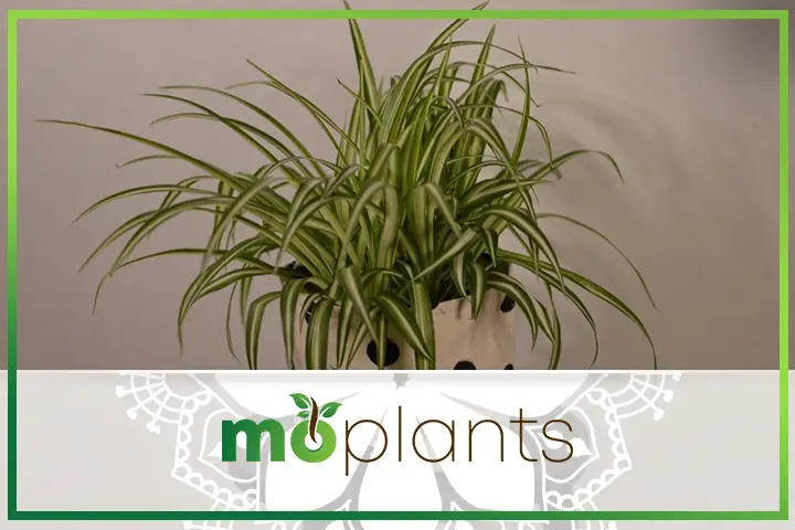 Common spider plant problems and how to solve them