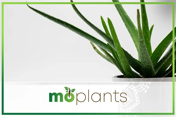 Tips to grow aloe vera plants