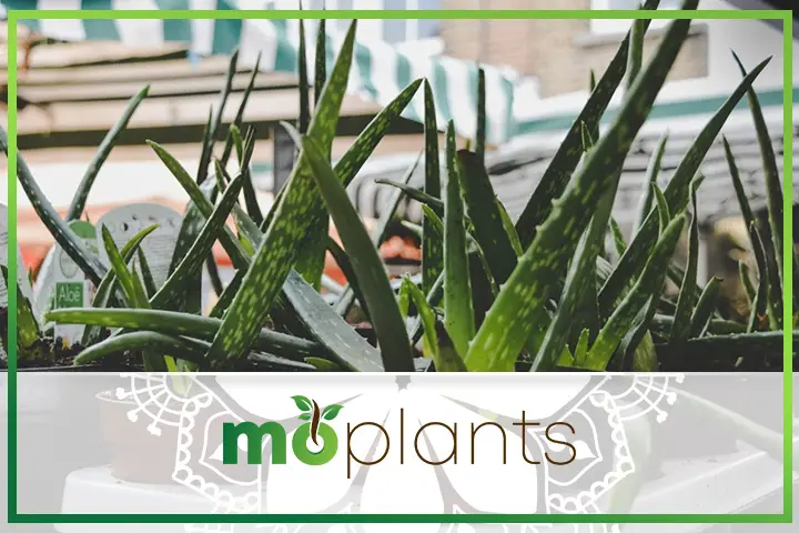 Aloe vera is also known as Aloe barbadensis miller