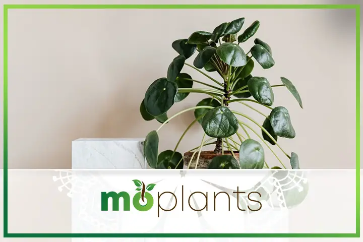 The botanical name of the Chinese money plant is Pilea peperomioides