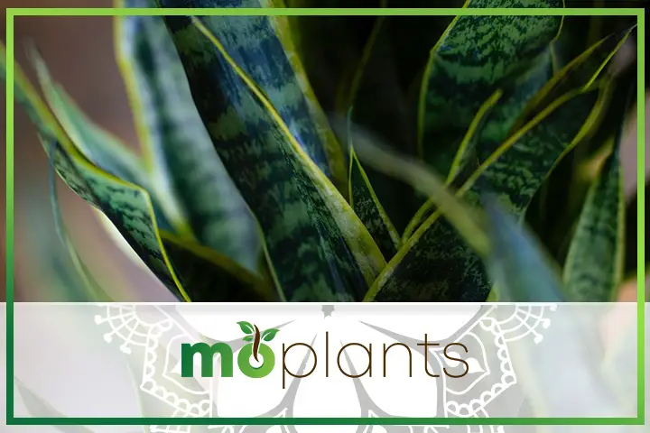 Snake plant care tips