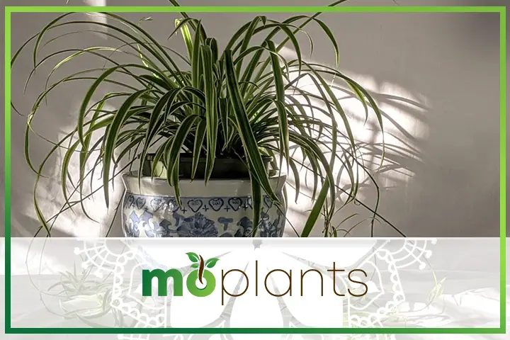 Spider plant care tips