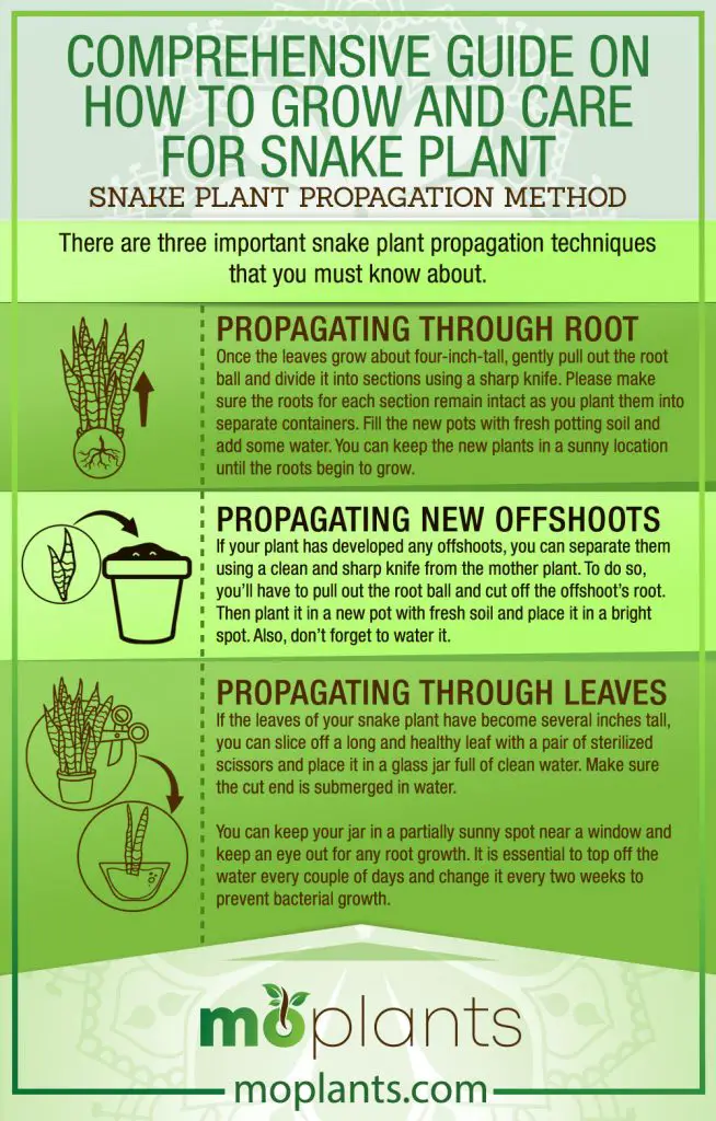 Your Ultimate Guide on How to Grow a Snake Plant