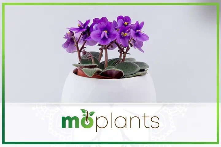 African violet care tips