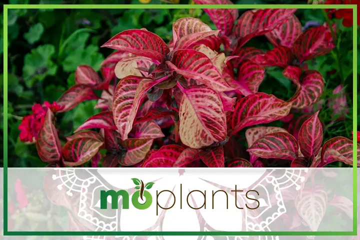 How to solve common croton plant problems