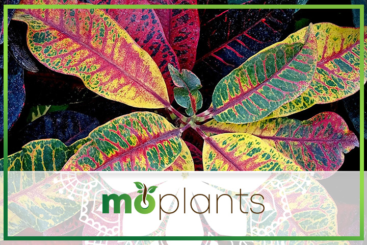 Croton plant care tips
