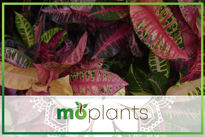 Tips to grow croton plant indoors