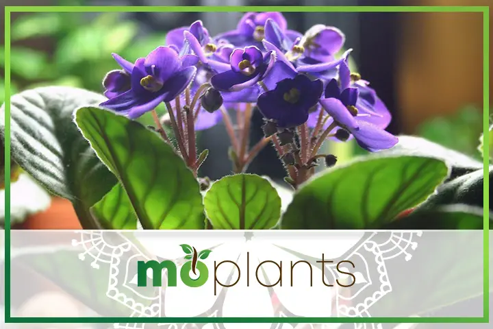 How to grow African violet plants indoors