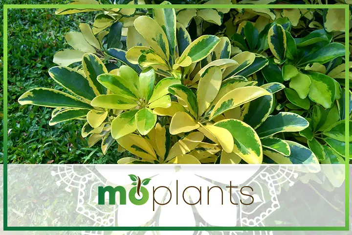 The umbrella plant is also called Schefflera