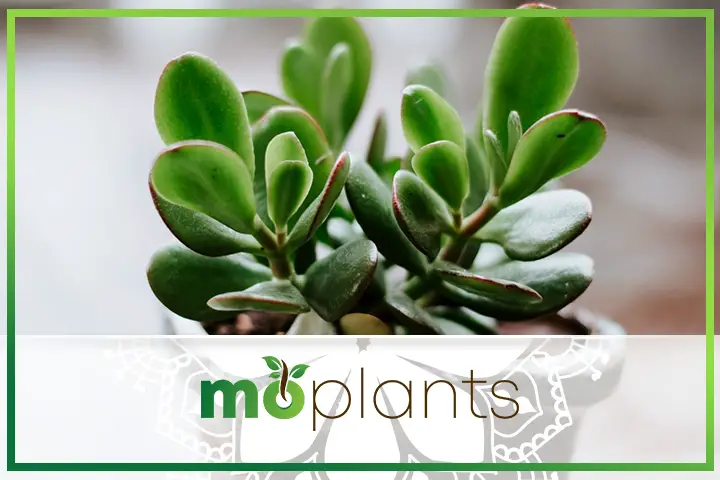 Jade plant care tips