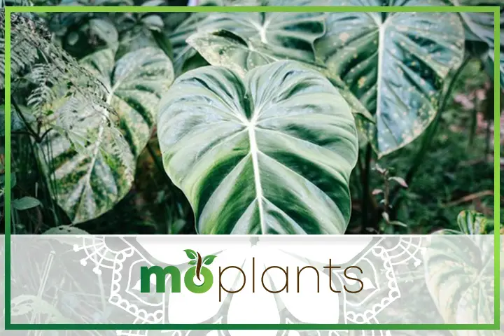 Philodendron care tips