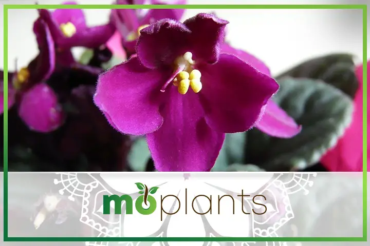 African violet varieties