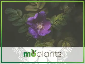 Guide to growing an African violet plant