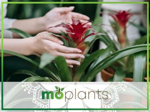Growing bromeliad plant indoors