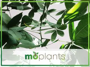 Guide on how to grow umbrella plant