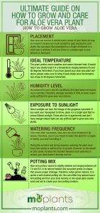 Your Ultimate Guide on How to Grow Aloe Vera