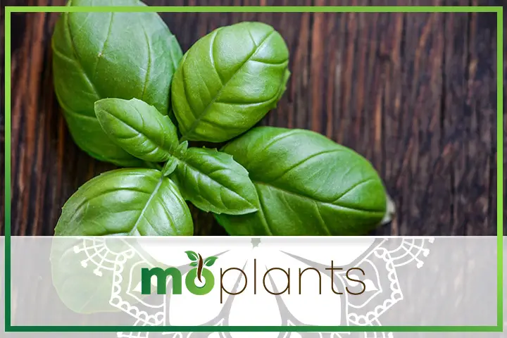 Basil care tips