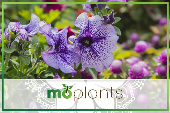 Petunia plant and flowers