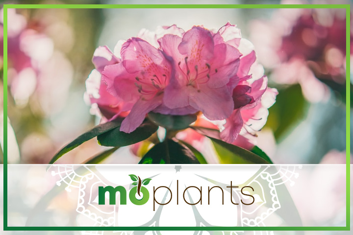 How to grow rhododendron plants
