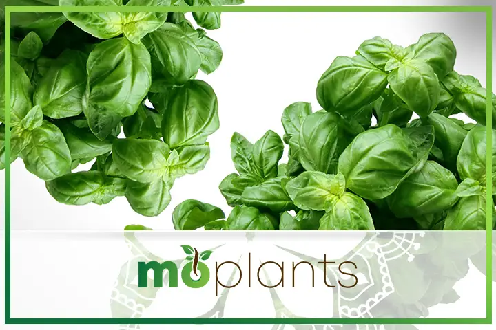 Basil is also known as Ocimum basilicum