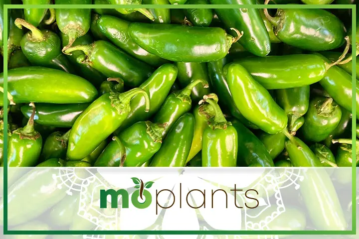 Jalapeno care tips