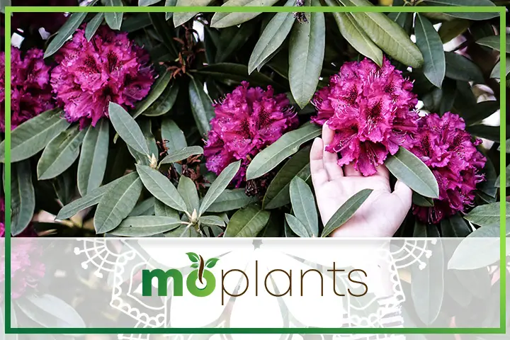 Rhododendron care tips