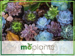 Guide on growing succulents