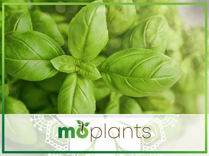 An In-Depth Guide on How to Grow and Care for Basil