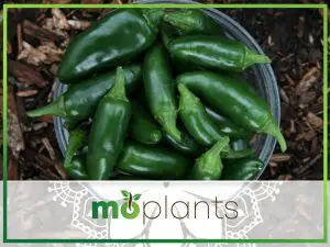 A guide to growing jalapeno pepper