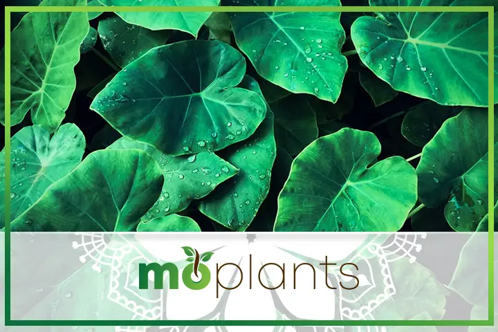 Elephant ear plant foliage