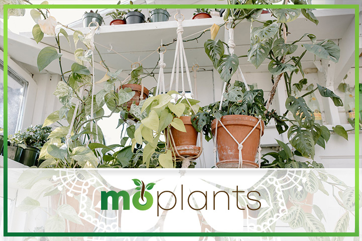 Growing plants indoors