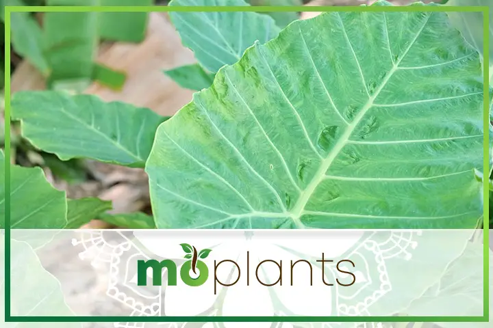 How to grow an elephant ear plant