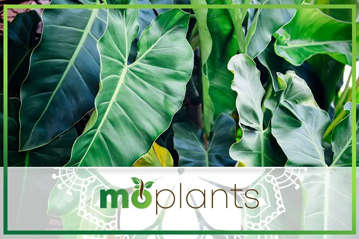 Elephant ear is also called taro plant