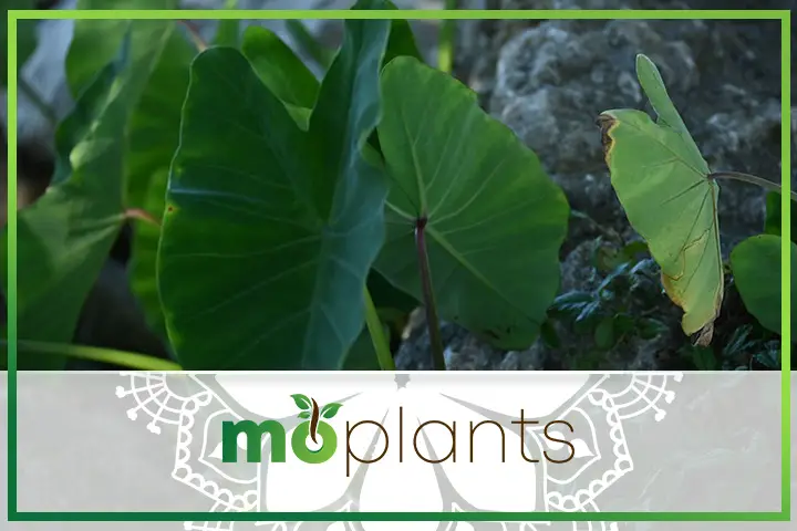 Types of elephant ear plants