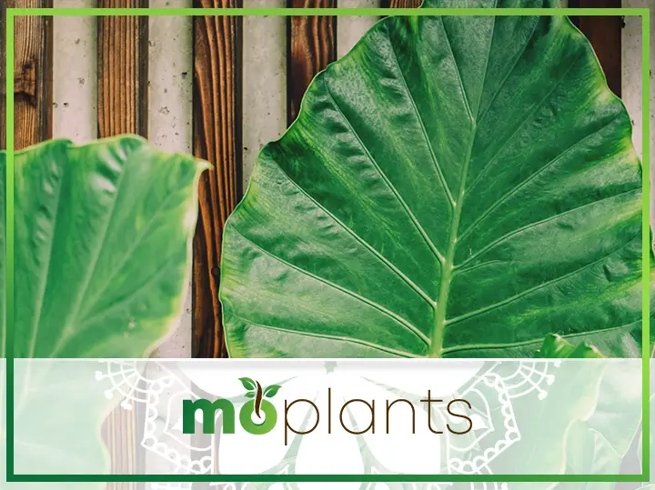 A Guide on How to Grow and Care for Elephant Ear Plants