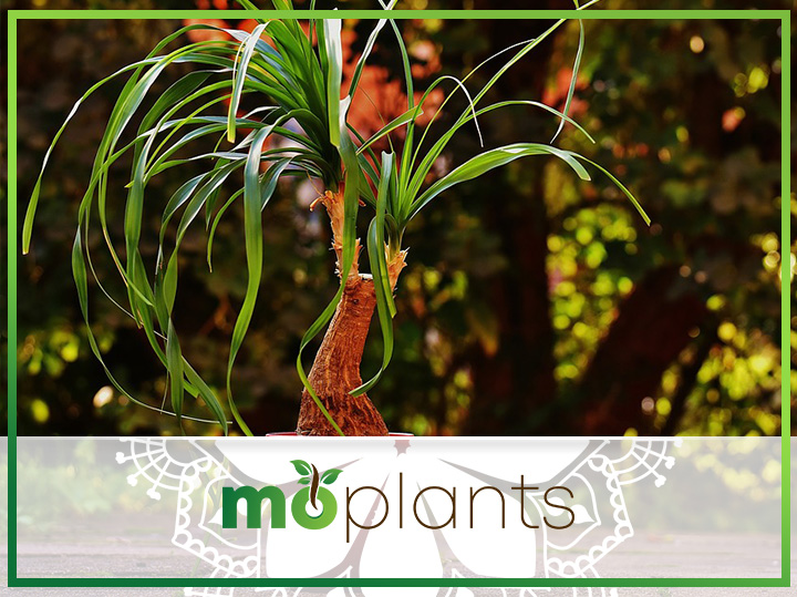 How to grow and care for ponytail palm