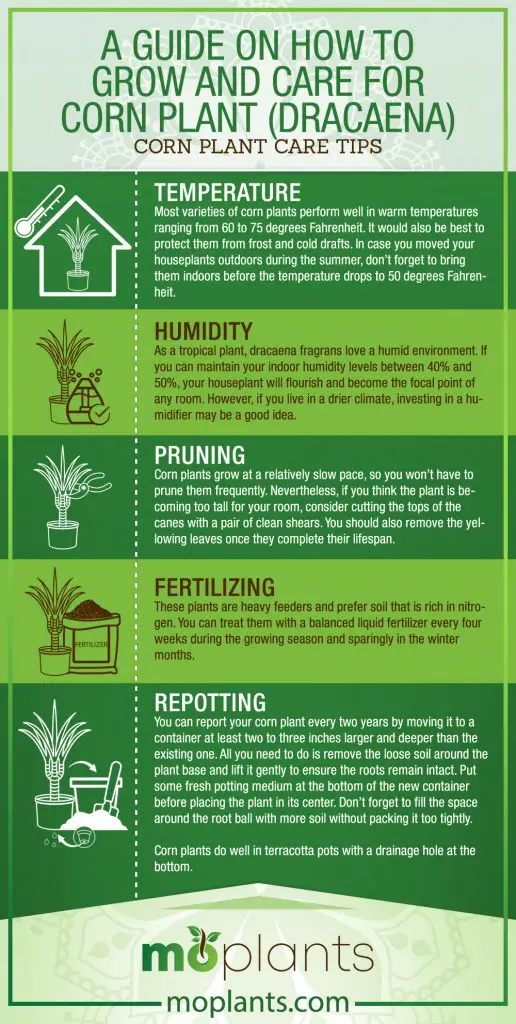 Your Complete Guide on How to Grow Corn Plant (Dracaena)