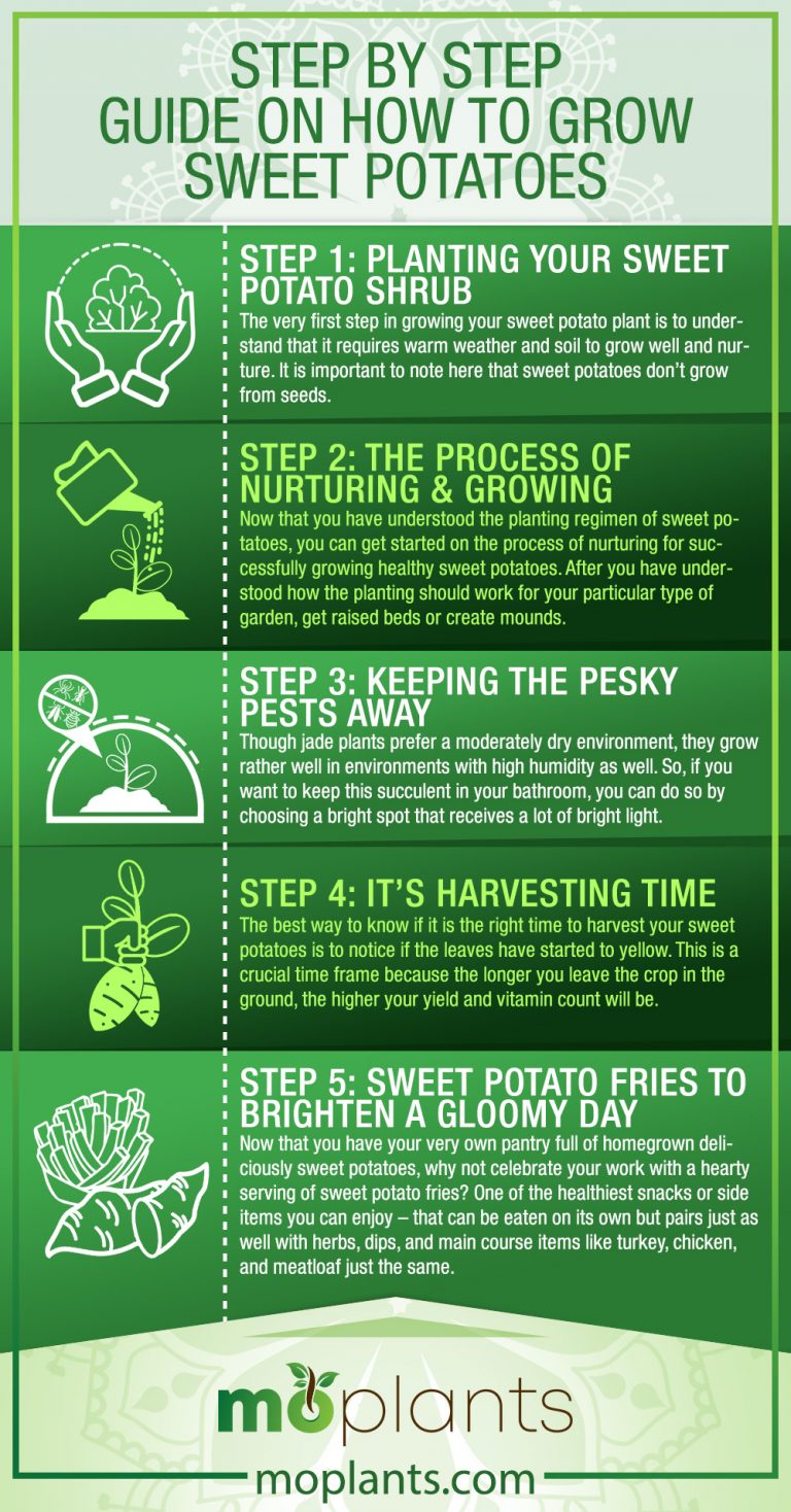 Step By Step Guide On How to Grow Sweet Potatoes - Mo Plants