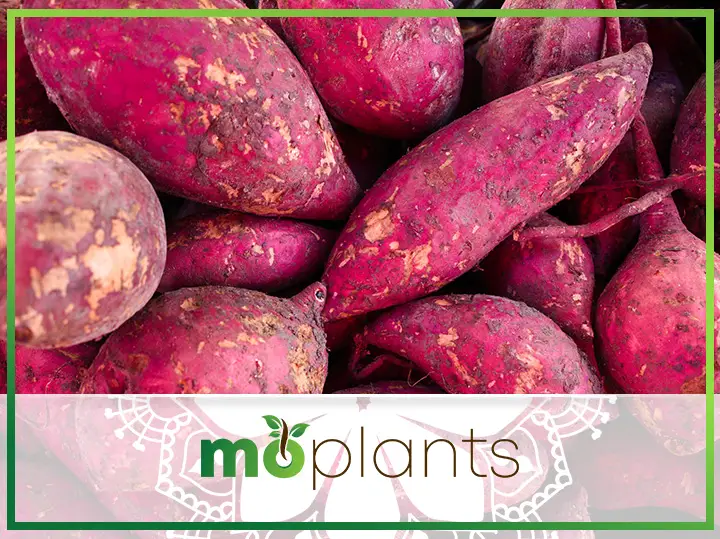 Step By Step Guide On How to Grow Sweet Potatoes