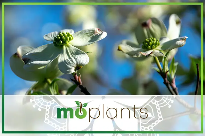 Dogwood tree bracts blooming in spring